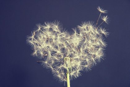 dandelion-5063527_960_720
